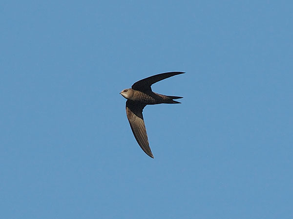 Vaaleakiitäjä, Pallid Swift, Apus pallidus